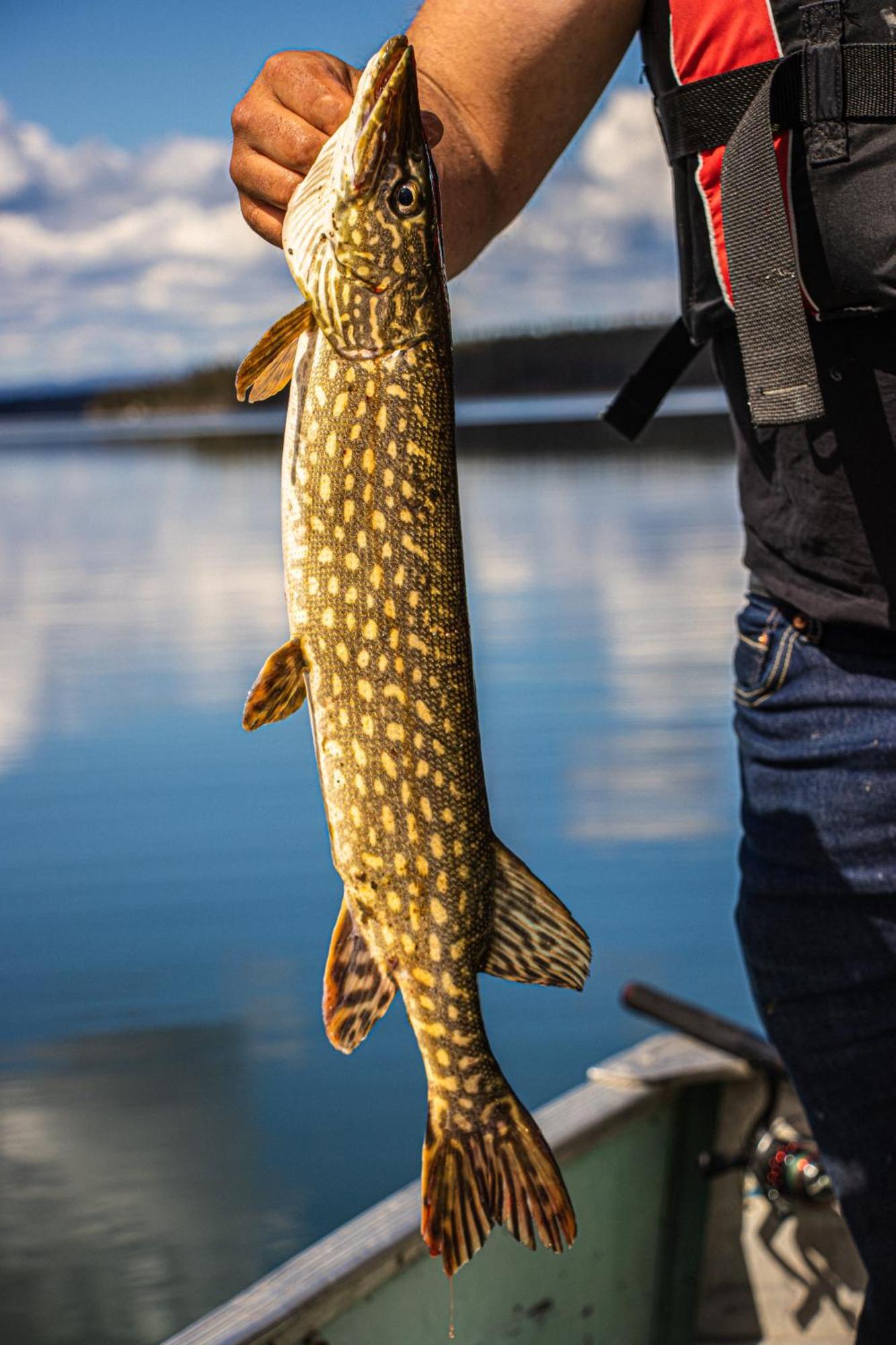 Little Atlin Lodge Tagish Buitenkant foto